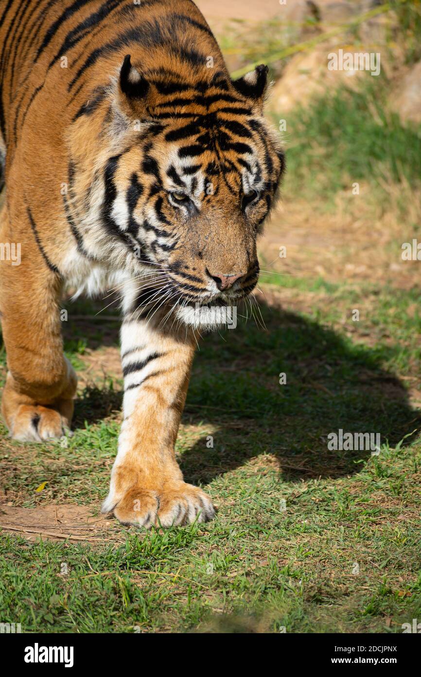 Sumatran tiger (Panthera tigris sumatrae) Stock Photo
