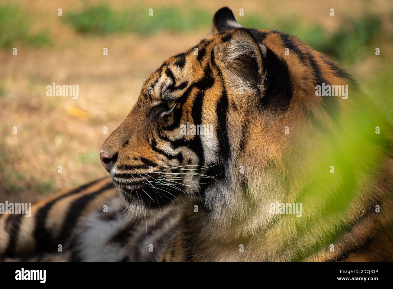 Sumatran tiger (Panthera tigris sumatrae) Stock Photo