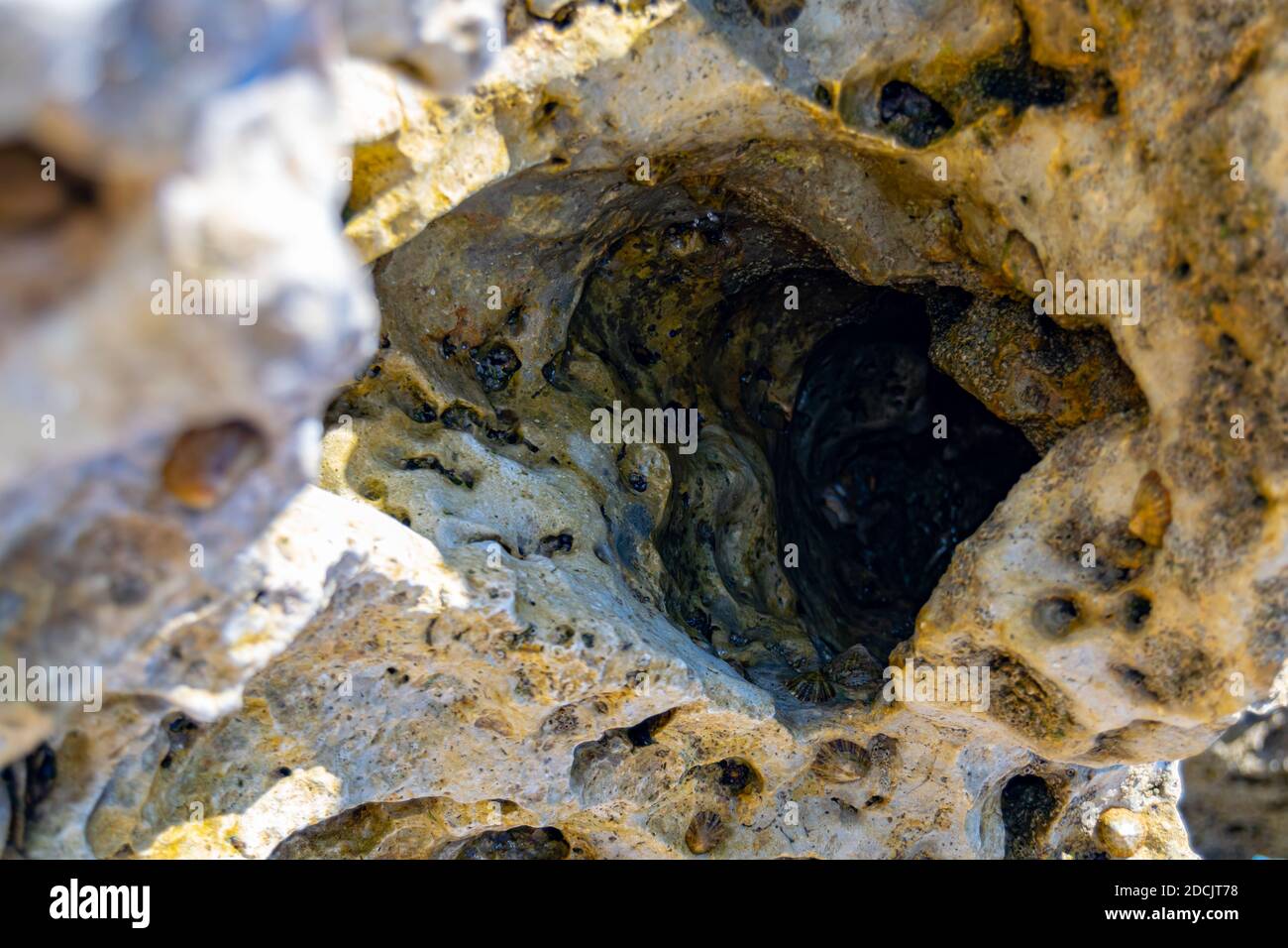 Sea rock hole with molusc Stock Photo