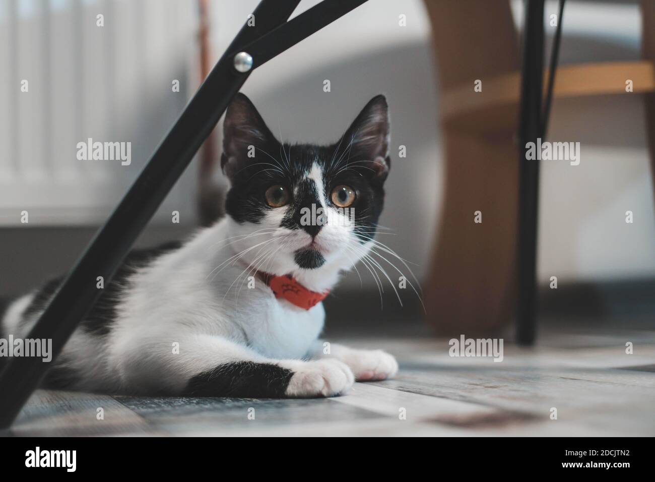 A cute black and white cat lying on the floor under a chair Stock Photo ...