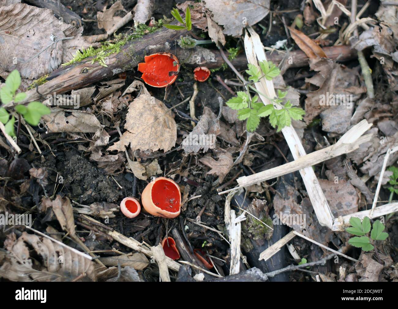 Sarcoscypha coccinea bright red mushrooms growing in the spring forest. Stock Photo