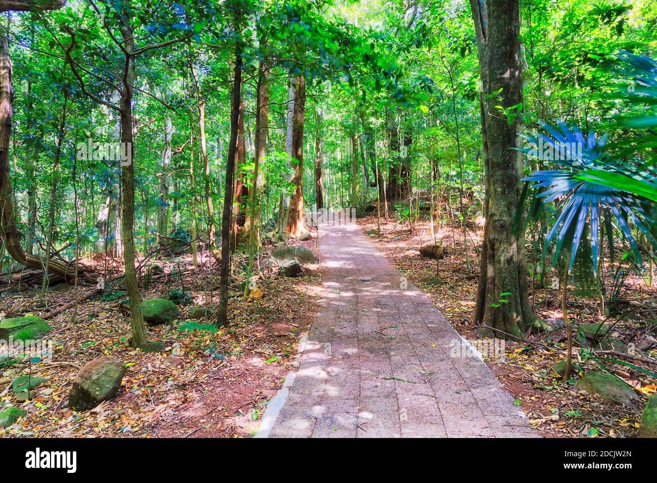 Paved pathway through bright australian rainforest in Minnamurra reserve and natural national park. Stock Photo
