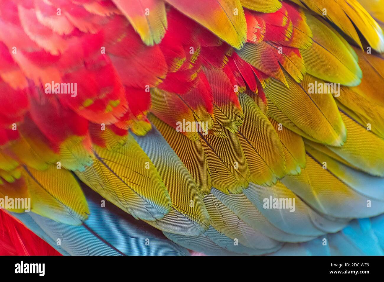 Red and green macaw colored feathers close up, selective focus Stock Photo