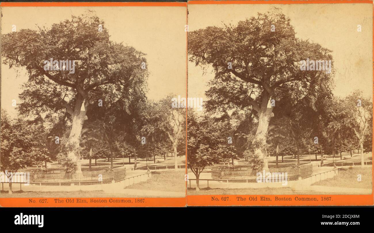 Old elm tree, Boston Common, 1876., still image, Stereographs, 1850