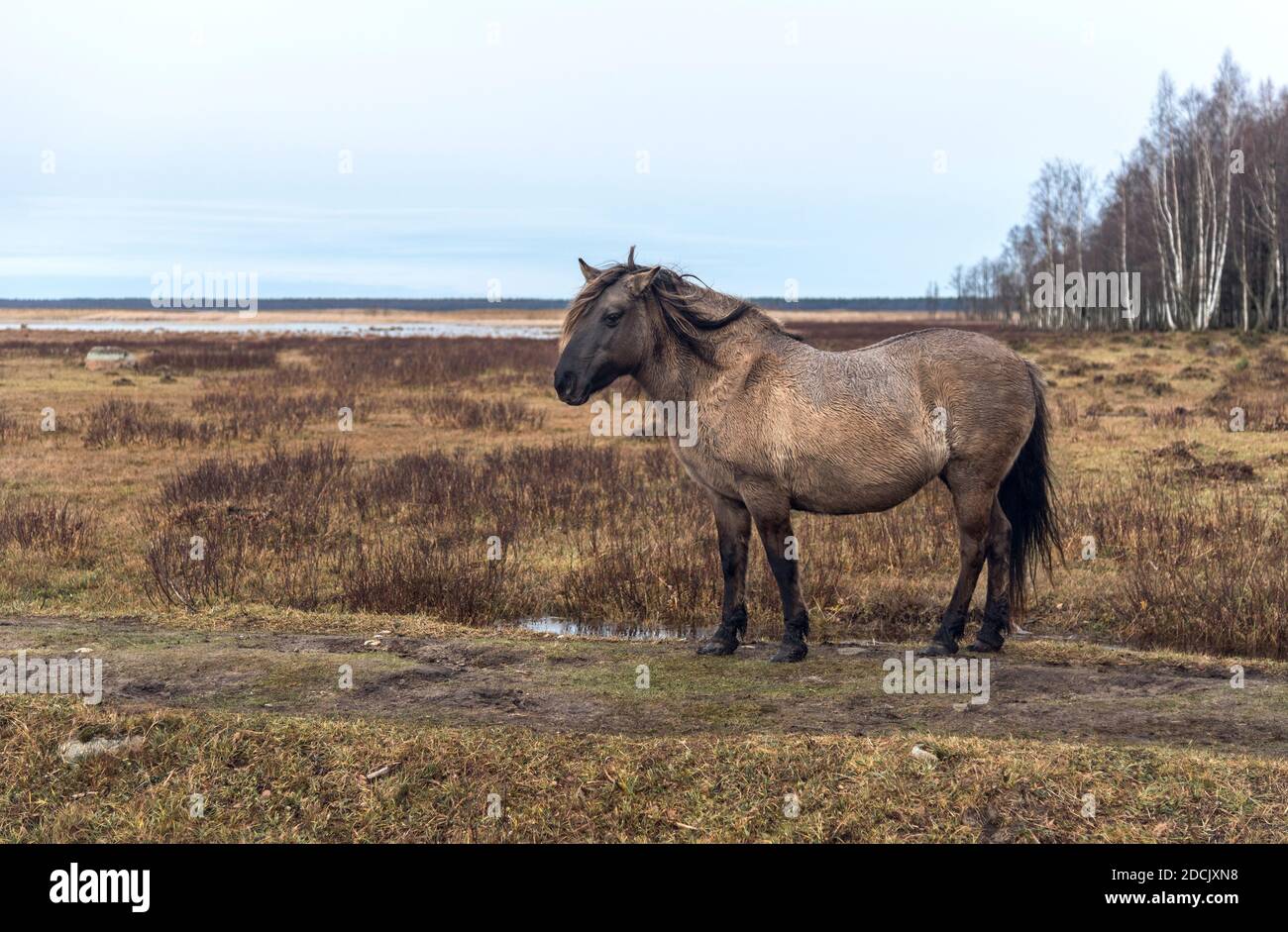 Semi-wild Konik Polski horse at Engure Lake Nature Park, Latvia on overcast November day. Stock Photo