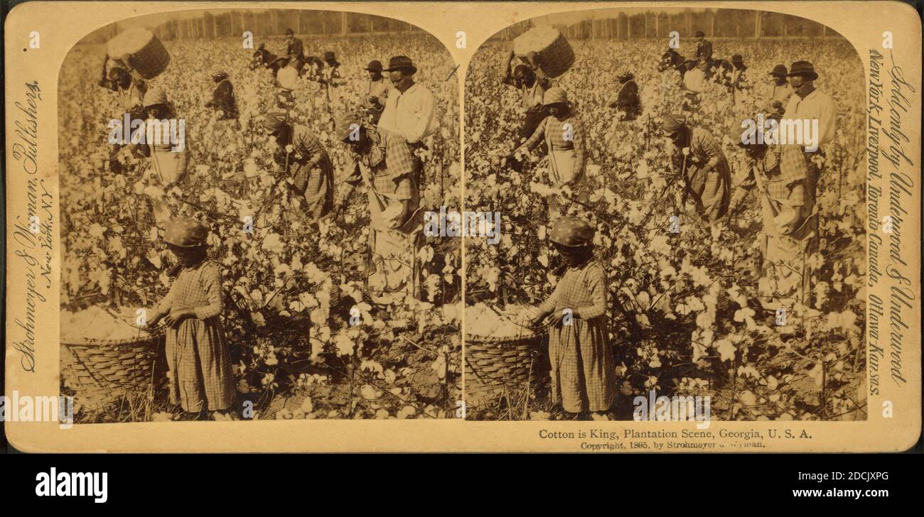 Cotton is king A plantation scene, still image