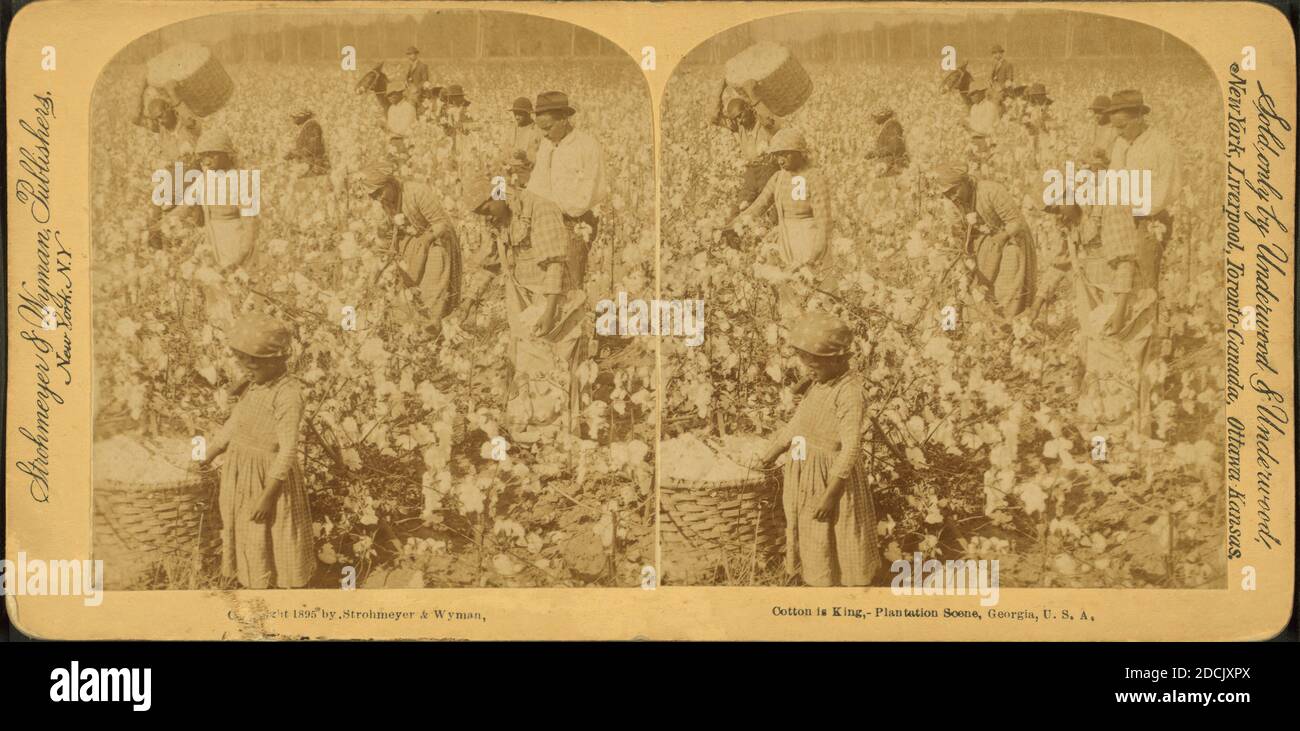 Cotton is king A plantation scene, still image