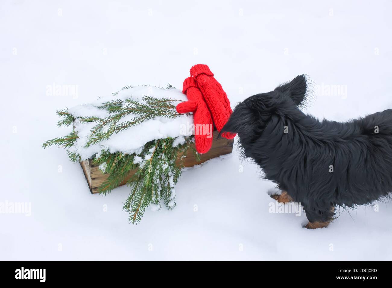 Curious black purebred dog sniffs red mittens and green spruce branches in wooden box on snow Stock Photo