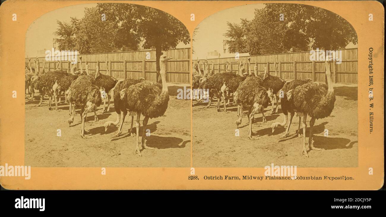 Ostrich farm, Midway Plaisance, Columbian Exposition., still image, Stereographs, 1893, Kilburn, B. W. (Benjamin West) (1827-1909 Stock Photo