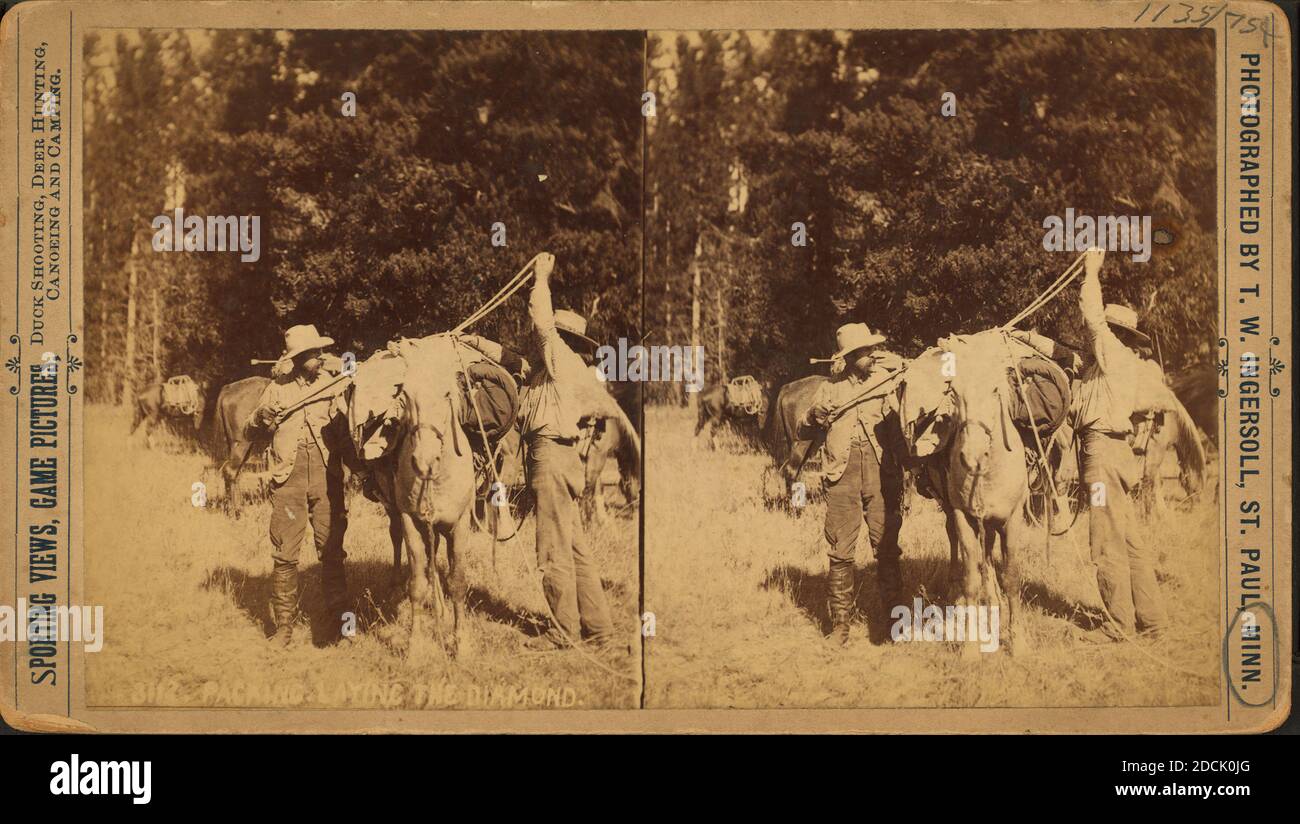 Men tying packs on horses., still image, Stereographs, 1850 - 1930, Ingersoll, T. W. (Truman Ward) (1862-1922 Stock Photo