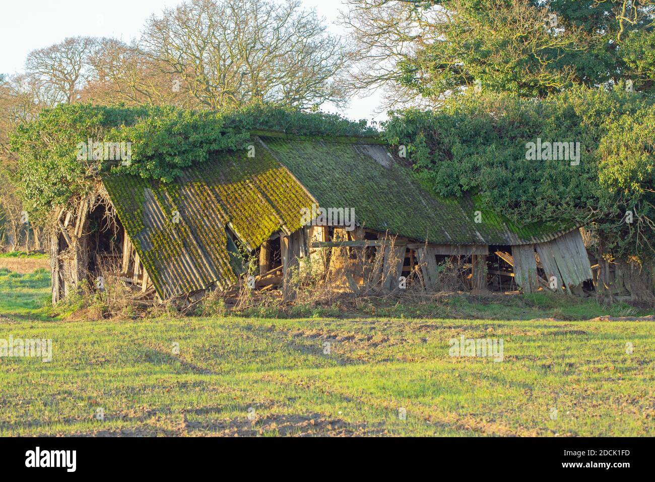Redundant, former farm field cattle shelter. Change in farming practise from dairy, to arable. Isolated, not maintained, asbestos roofed, wood, timber Stock Photo