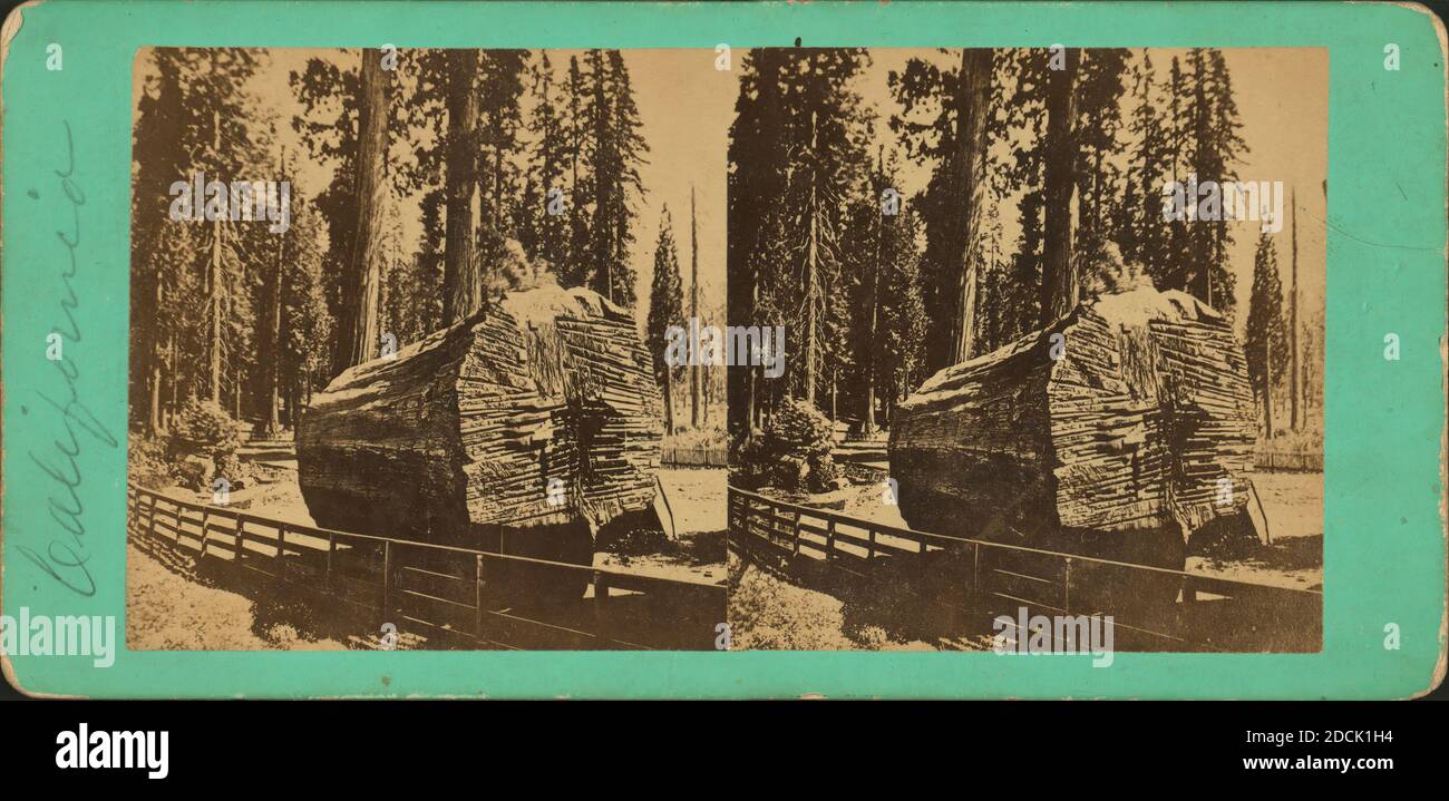 Section of the Big Tree, California, showing the auger-holes made in felling., still image, Stereographs Stock Photo