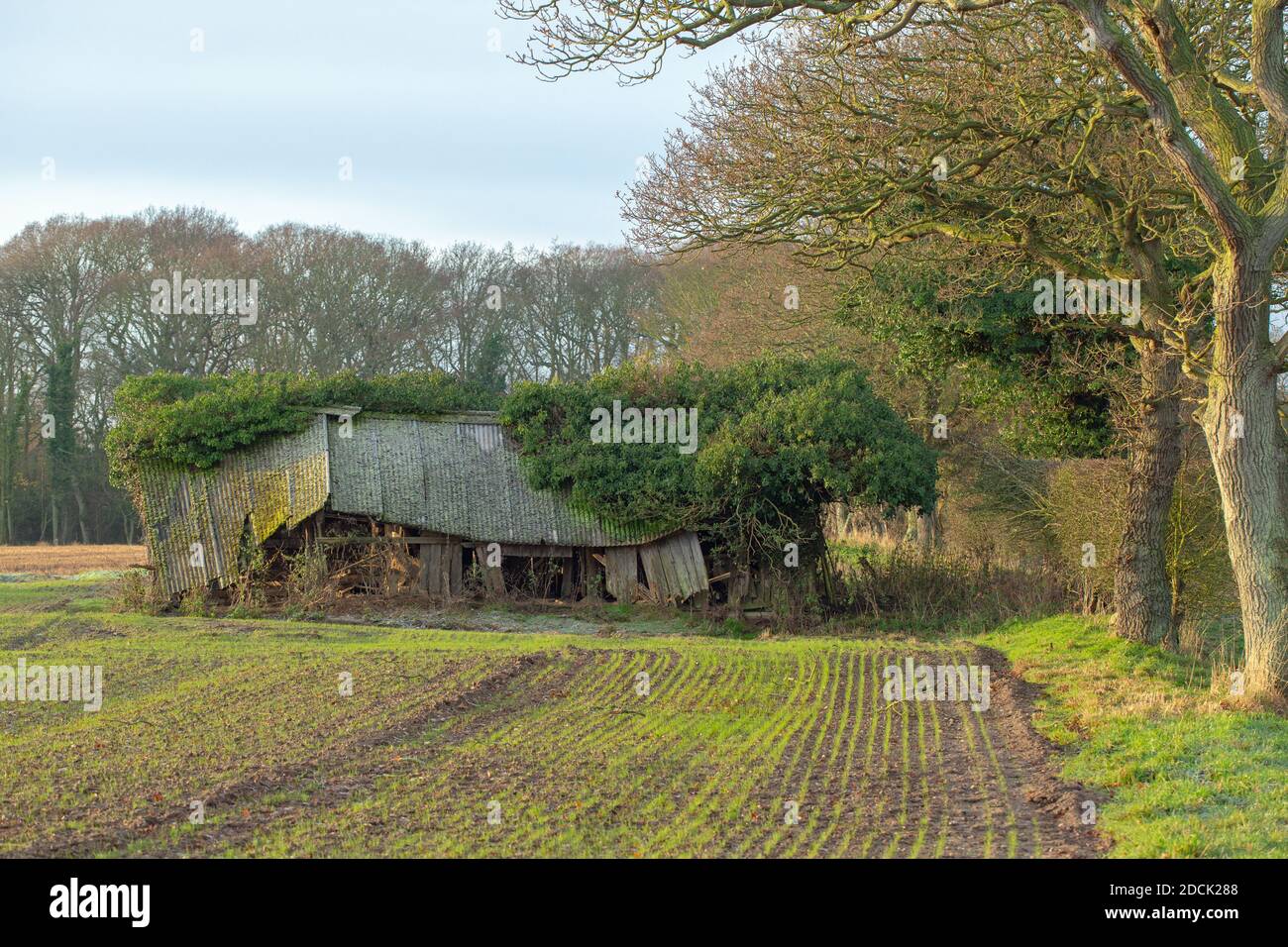 Collapsing redundant cattle livestock farm shelter. Rotting timber