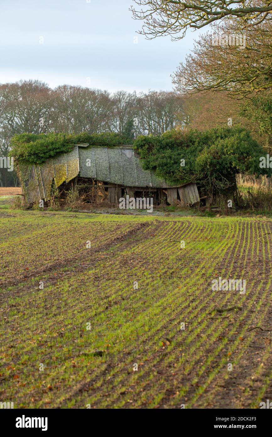 Redundant, former farm field cattle shelter. Change in farming practise from dairy to arable. Isolated, not maintained, asbestos roofed, wood, timber Stock Photo