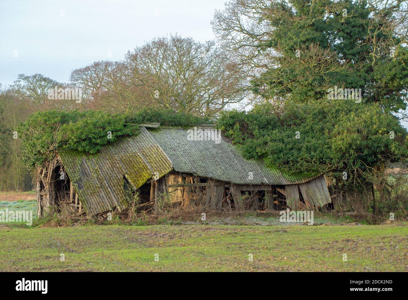 Collapsing redundant cattle livestock farm shelter. Rotting timber