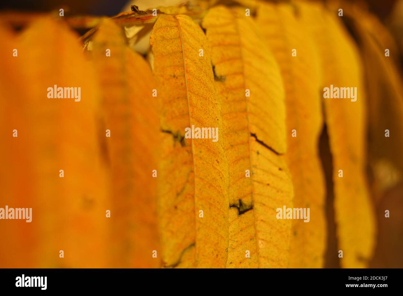 Closeup view of yellow autumn leaves on a branch in a row Stock Photo