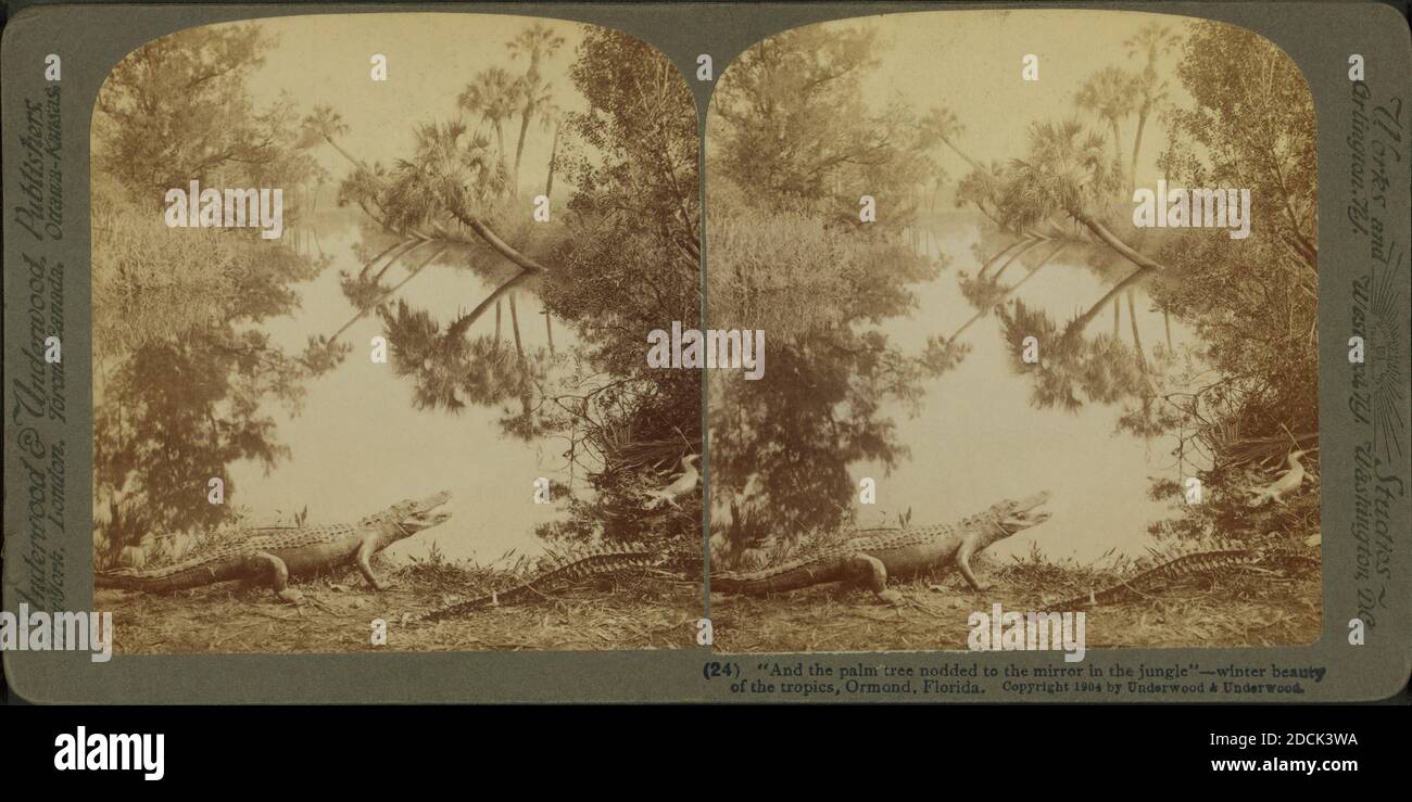 And the palm tree nodded to the mirror in the jungle' winter beauty