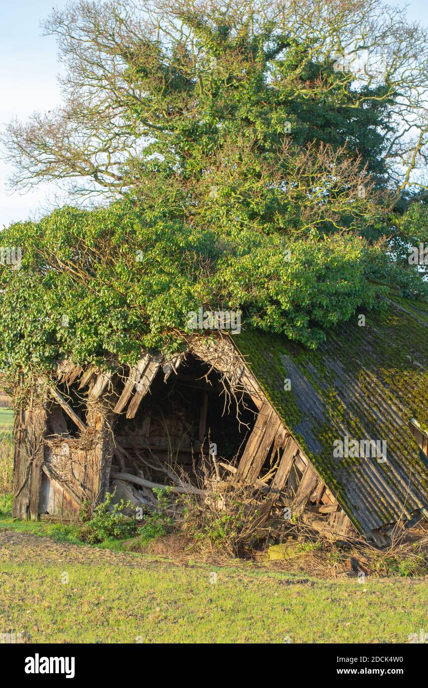 Collapsing redundant cattle livestock farm shelter. Rotting timber, resistant corrugated asbestos roof, falling. Close up. Norfolk. East Anglia. UK. Stock Photo