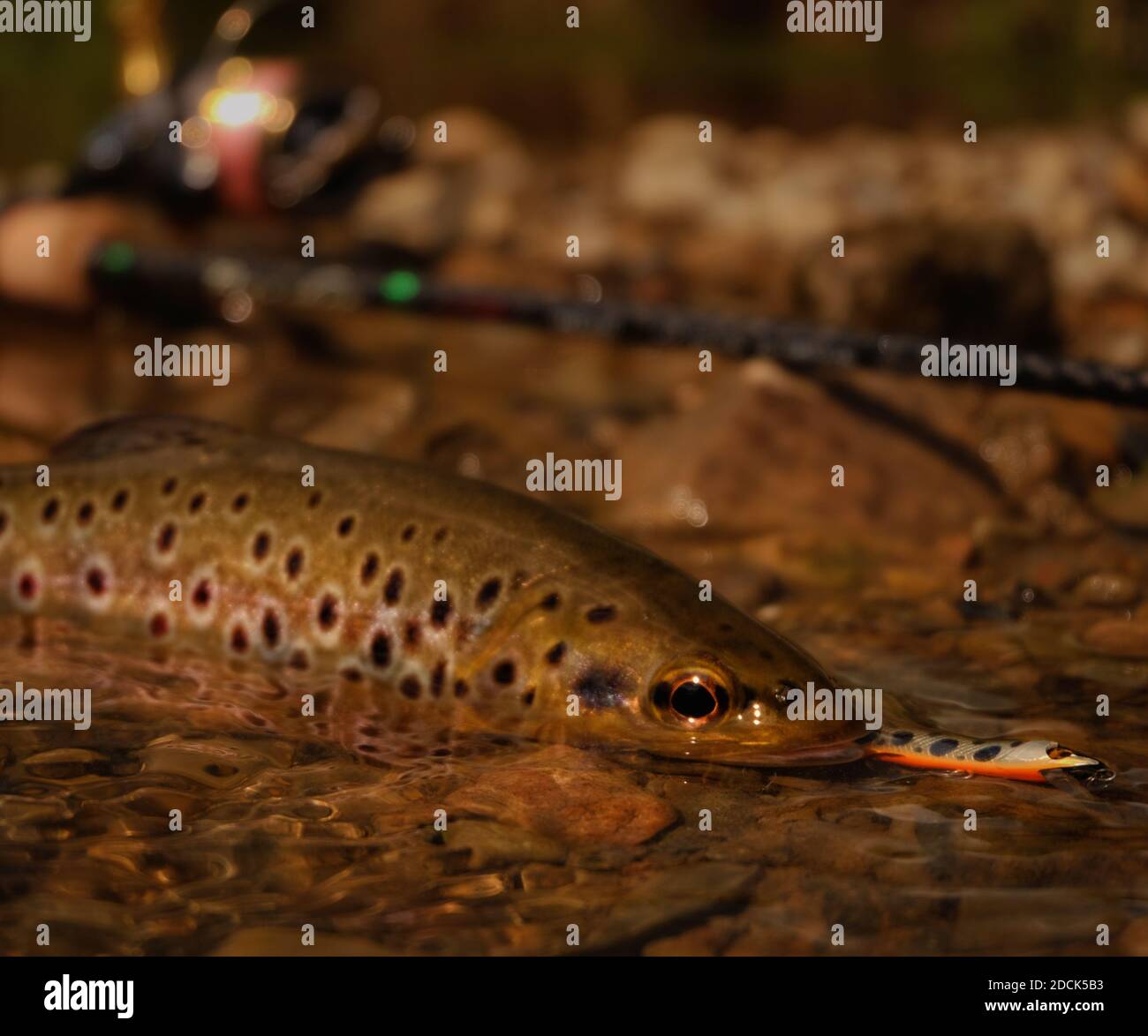 Trout fish with fishing tackle Stock Photo Alamy