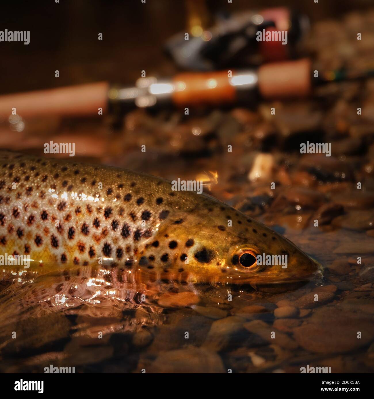 Trout fish with fishing tackle Stock Photo Alamy