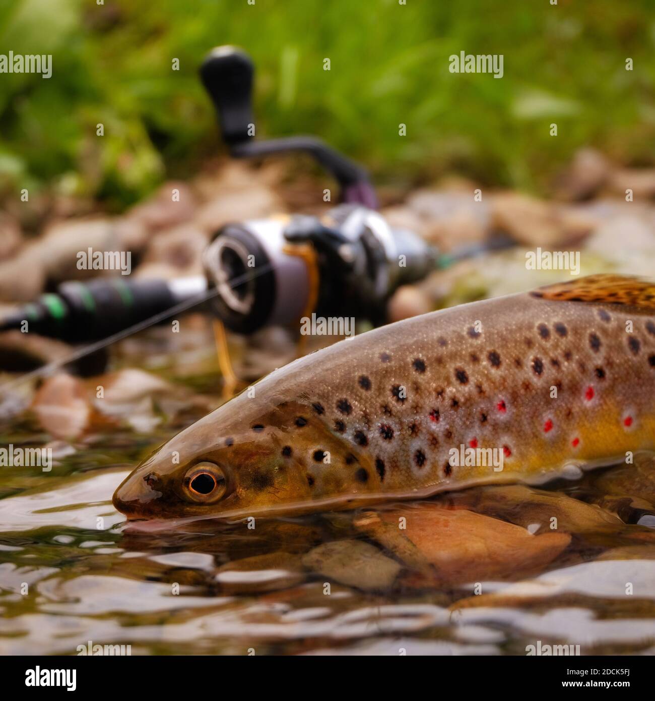 Trout fish with fishing tackle Stock Photo