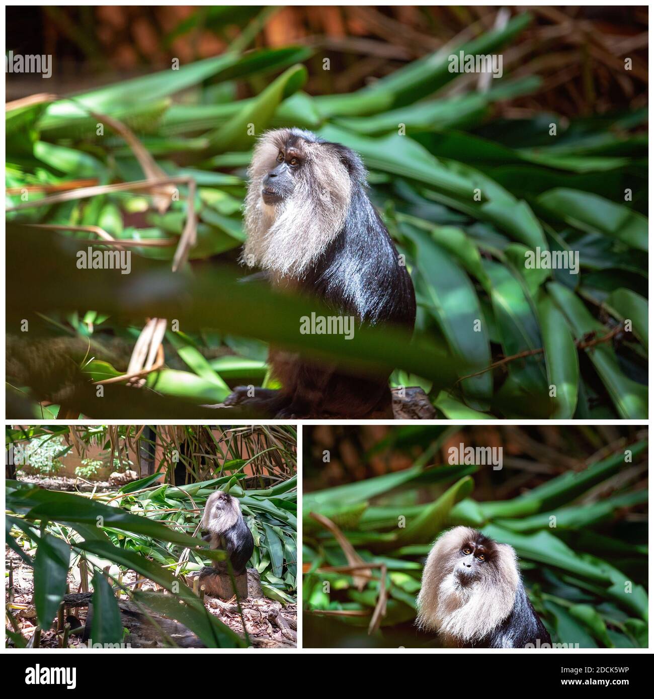 Collage of a captive lion-tailed macaque living in a simulated rainforest canopy environment Stock Photo