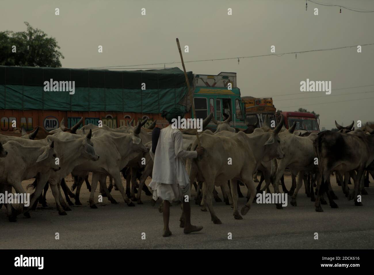 Cow herder walking along with cattle on the side of a road in Rajashtan, India. Stock Photo