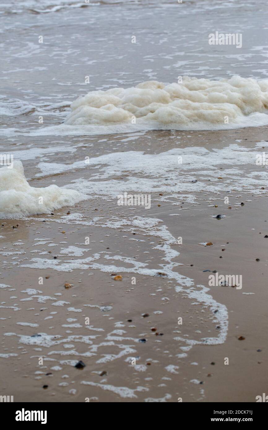 Froth, seafoam, churned up by the surf on the foreshore. Incoming tide. Happisburgh. North Norfolk. Coast. Foam forms from dissolved decaying algal, o Stock Photo