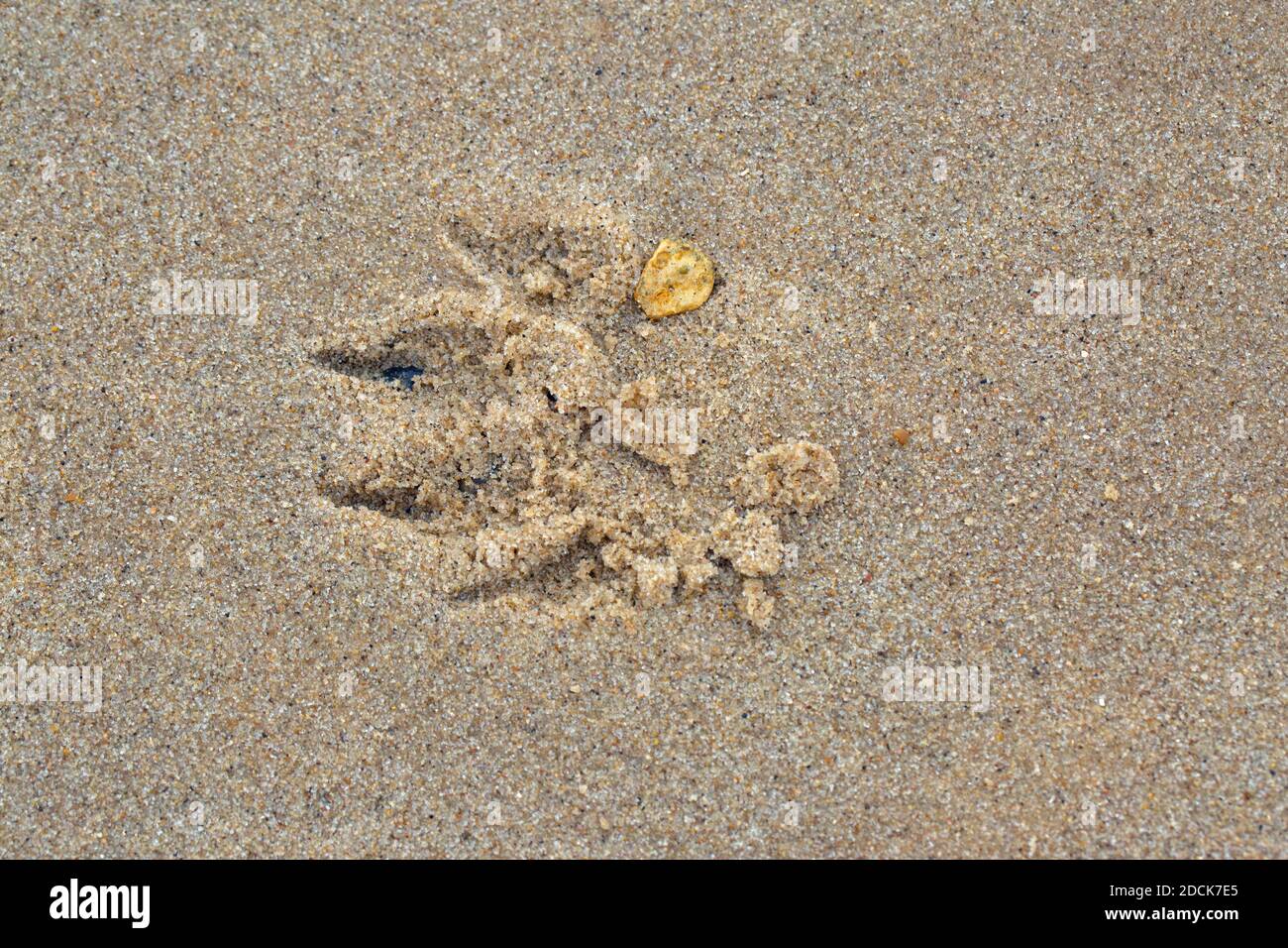 Dog paw print in the sand. Digits, claws, pad and an isolated yellow pebble interruption impressed in the surface layer. Happisburgh beach. North Norf Stock Photo