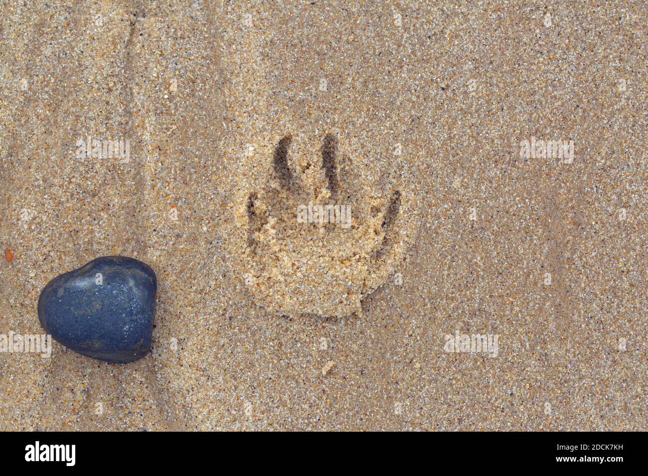Dog paw print impression in beach sand. Alongside dark water eroded flint pebble stone., Depth of imression, shape of the claw prints suggest an older Stock Photo