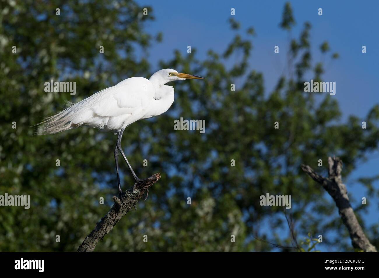 Great Egret (Ardea alba) perched on a branch, Long Island, New York Stock Photo Alamy