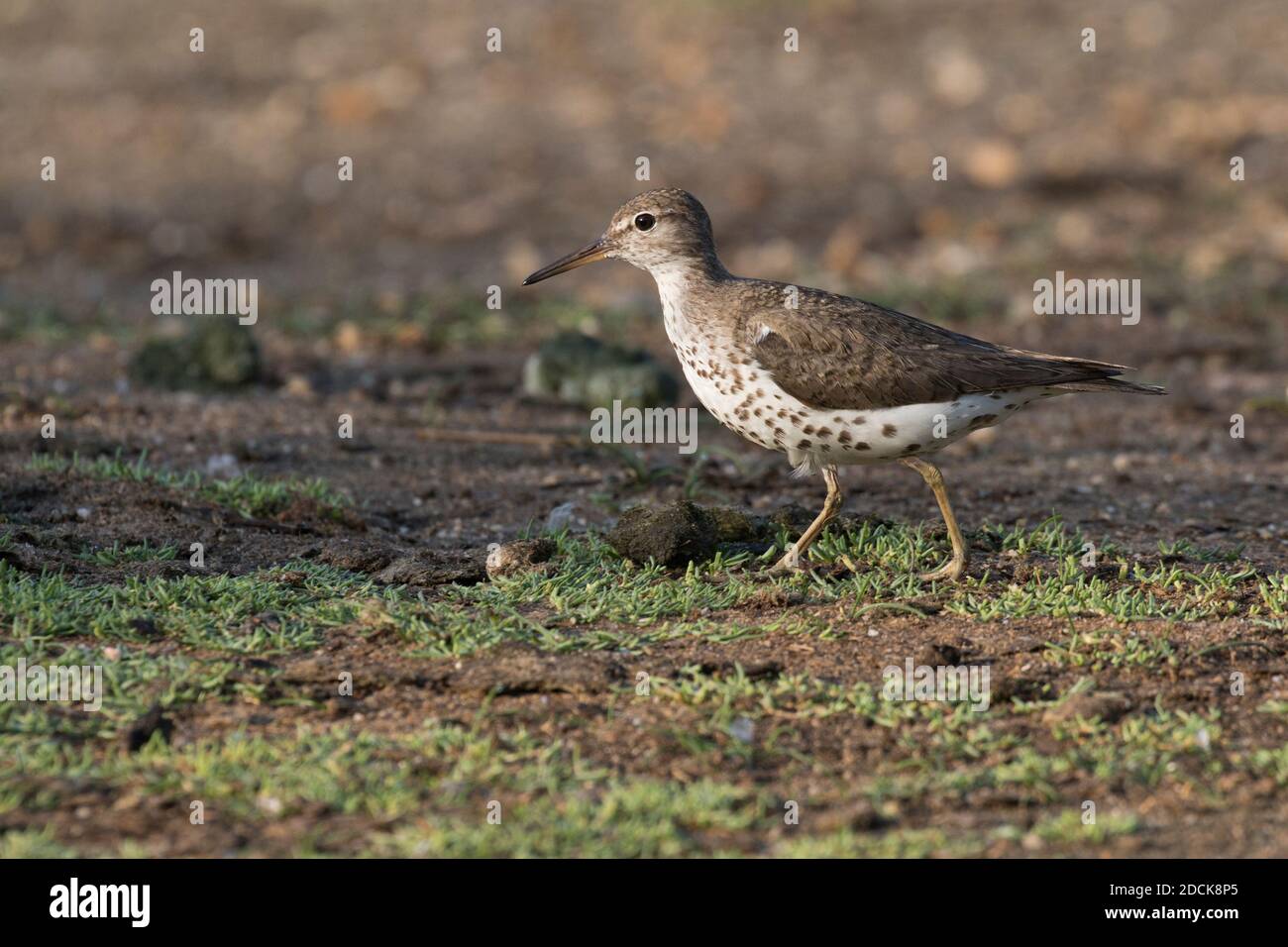 Spotted Sandpiper (Actitis macularius) foraging for flies along the shoreline of a pond, Long Island, New York Stock Photo