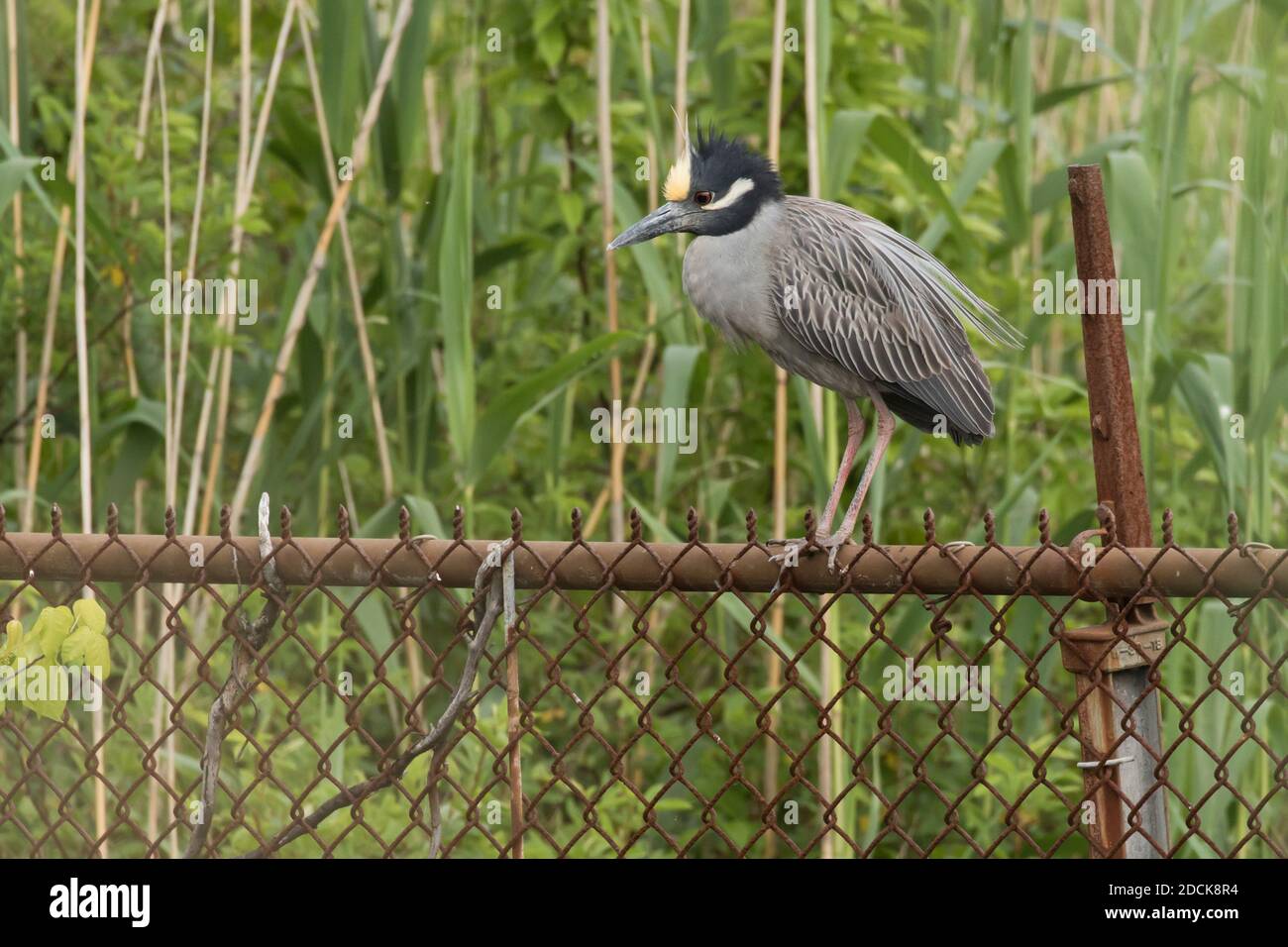 Yellow Crowned Night Heron Nyctanassa Violacea Perched On A Rusty Chain Link Fence Long Island New York Stock Photo Alamy