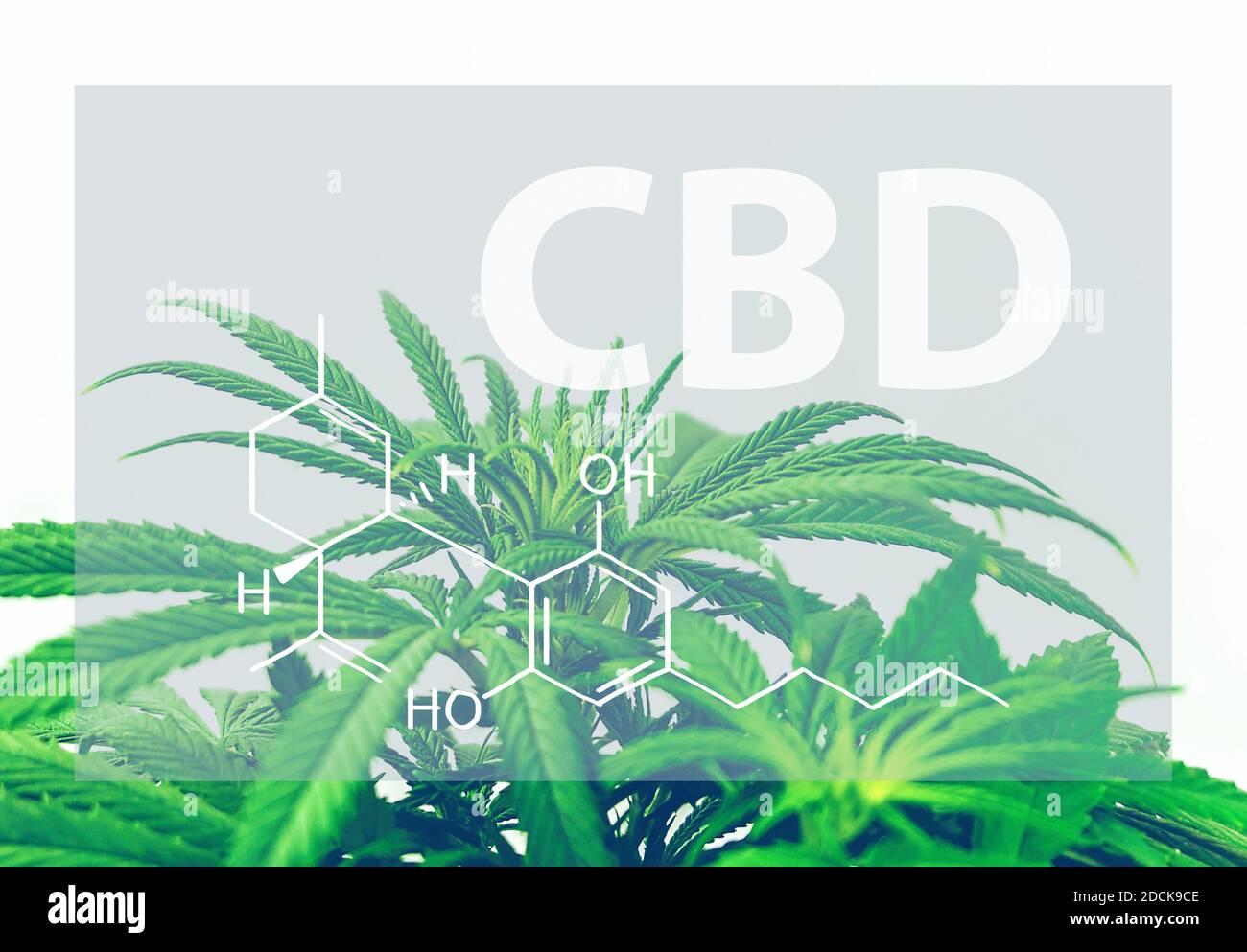 CBD Cannabidiol Chemical Structure Formula Against Cannabis Plant ...