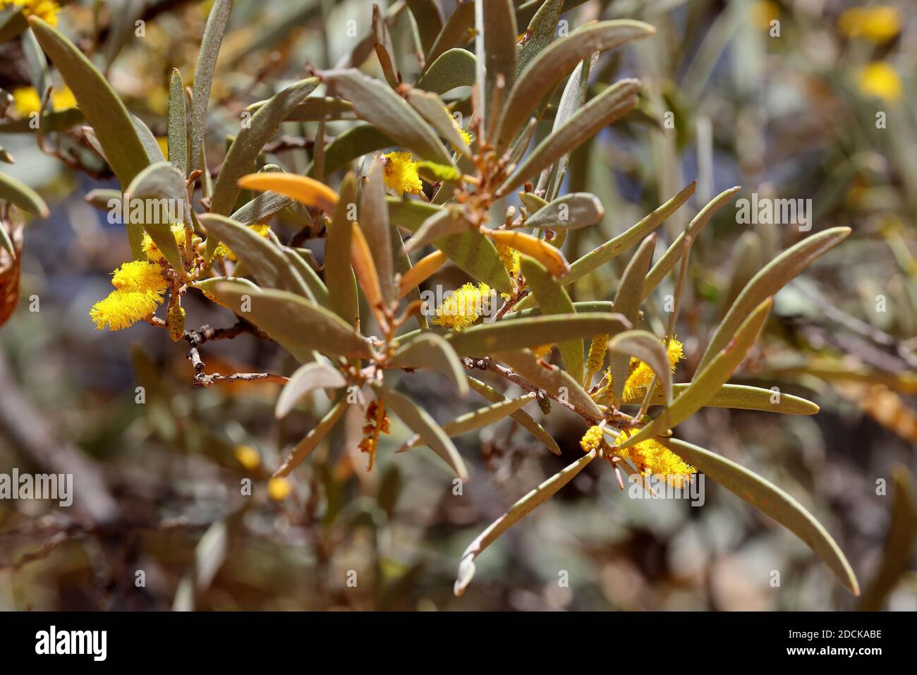 Mulga Tree in flower NSW Australia Stock Photo