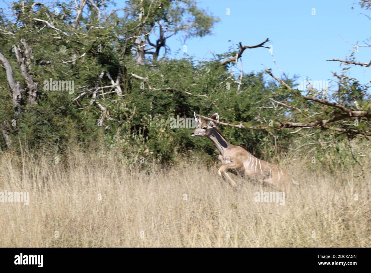 Jumping kudu High Resolution Stock Photography and Images - Alamy