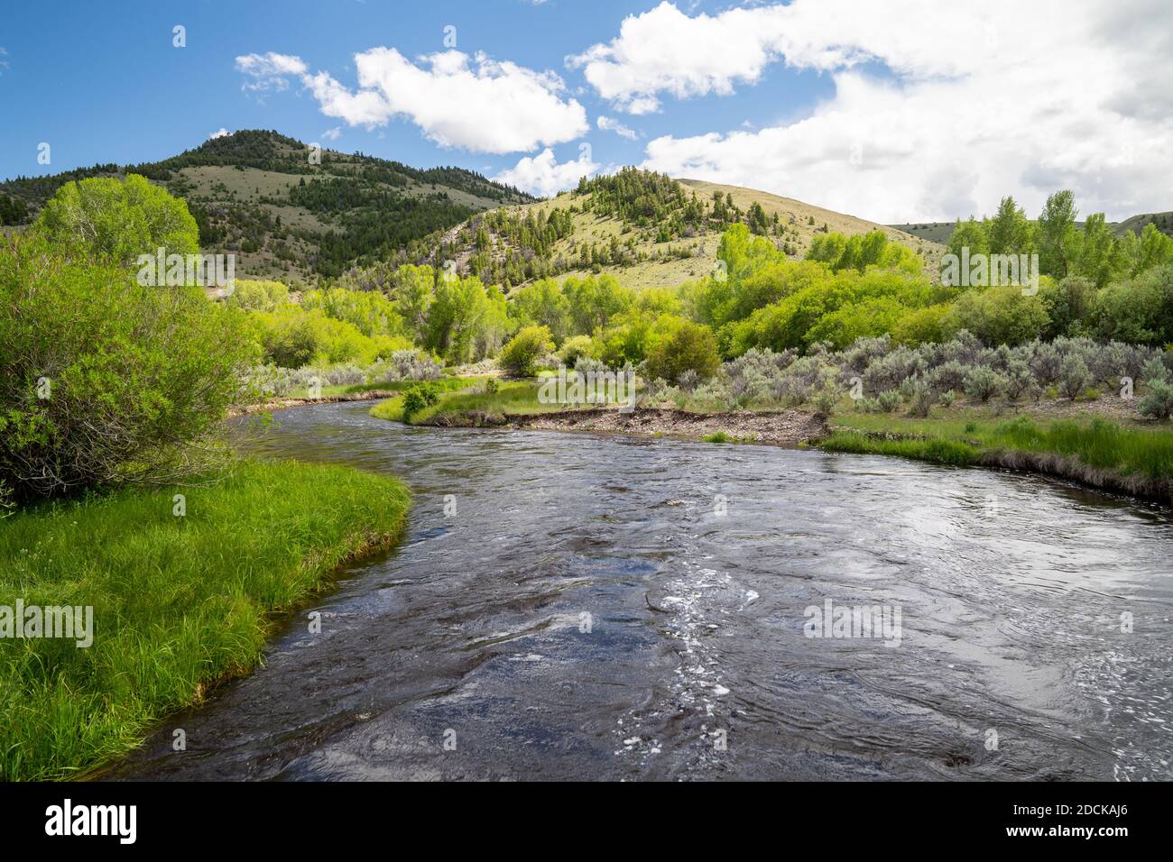 Grasshopper creek hi-res stock photography and images - Alamy
