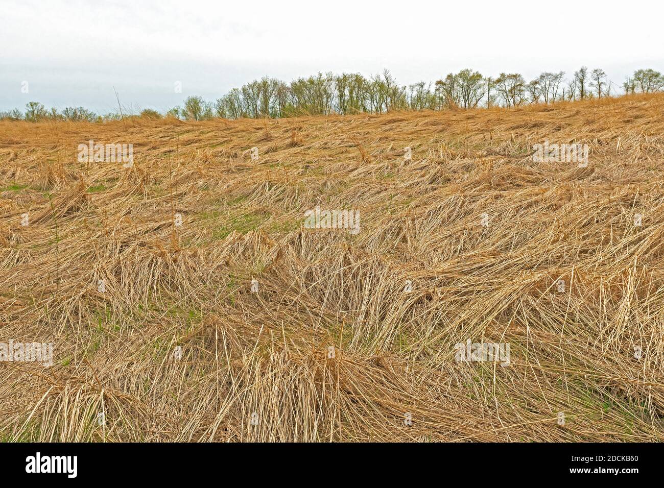 Flattened Prairie Grass After the Winter Snow is Gone in Volo Bog State Natural Area in Illinois Stock Photo
