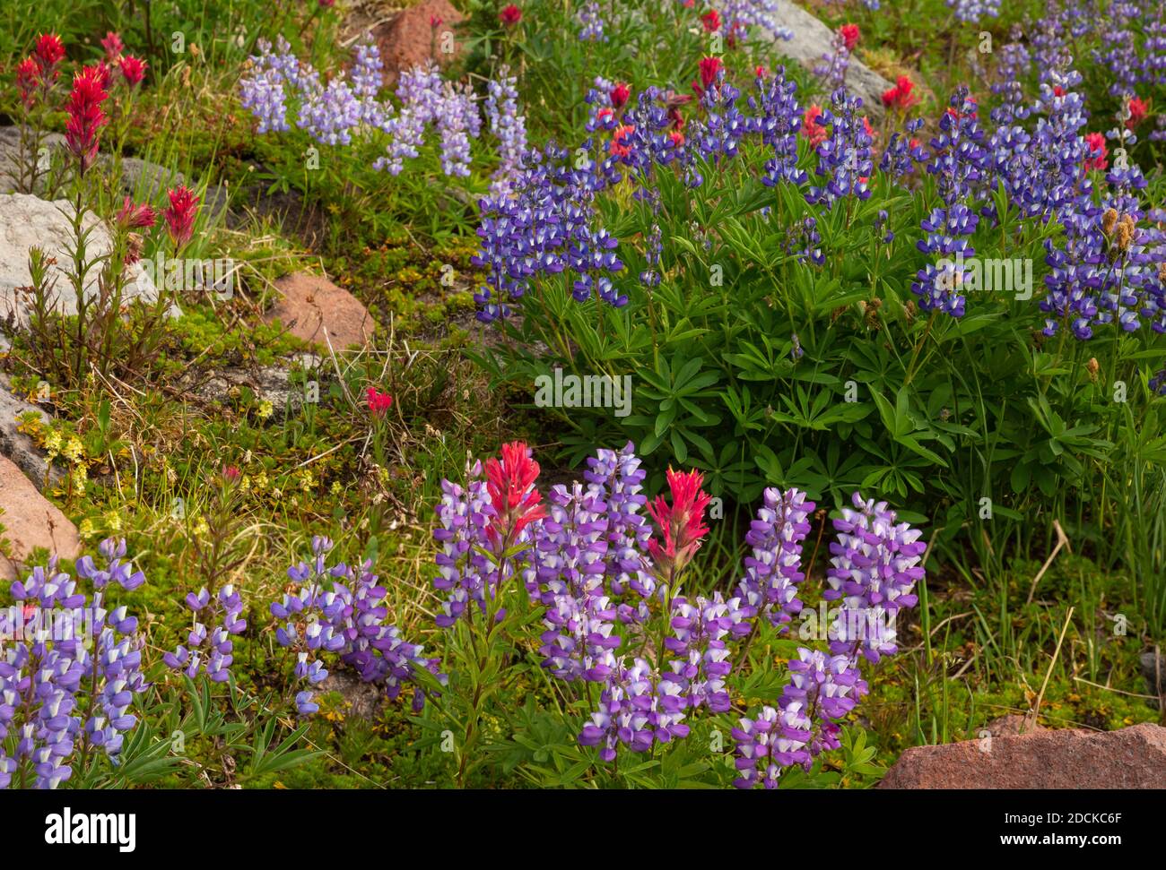 WA18367-00...WASHINGTON - Paintbrush and lupine blooming along the Pacific Crest Trail in the Mount Adams Wilderness area. Stock Photo