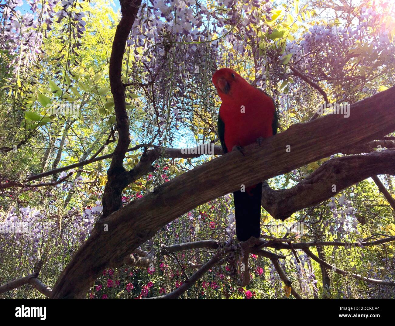 Male King Parrot perched on a branch of flowering mauve wisteria, NSW, Australia Stock Photo
