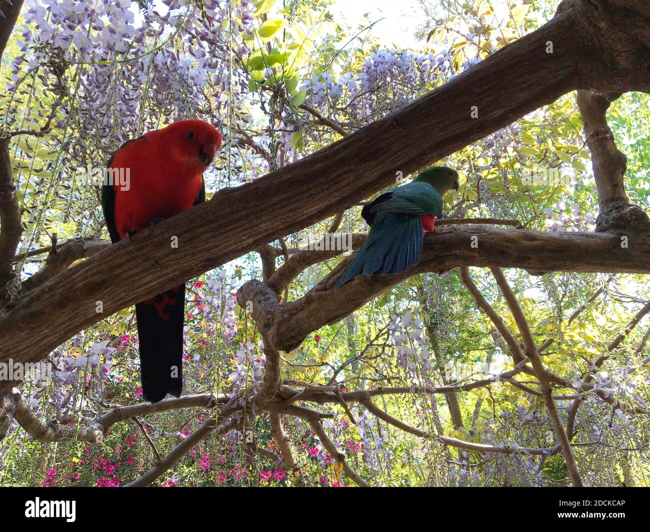 Blue Mountains on NSW with  with King Parrots, female right Stock Photo