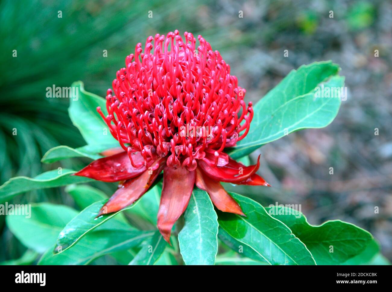 Waratah red flower native bush flower in Australia and state emblem of New South Wales Stock Photo