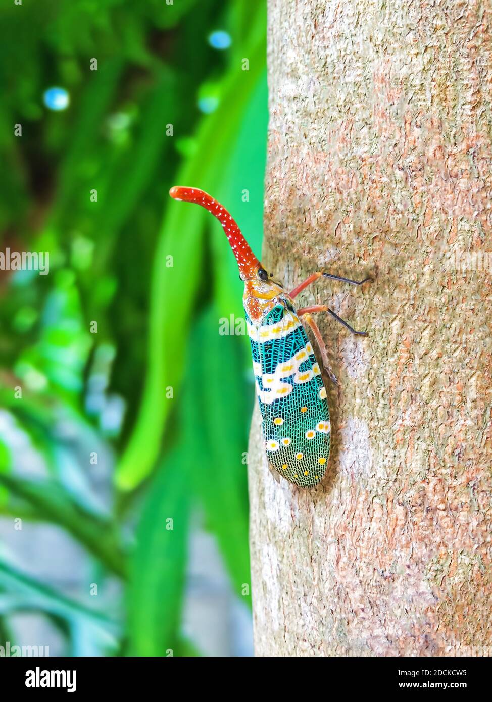 Licheee Insect Lanternflies lychee hi-res stock photography and images - Alamy