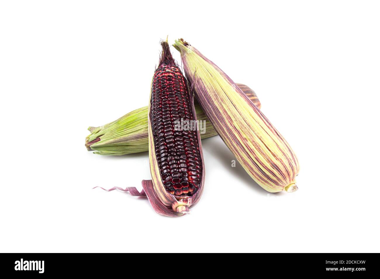 Red sweet corn or Siam Ruby Queen can be eaten fresh and isolated on a