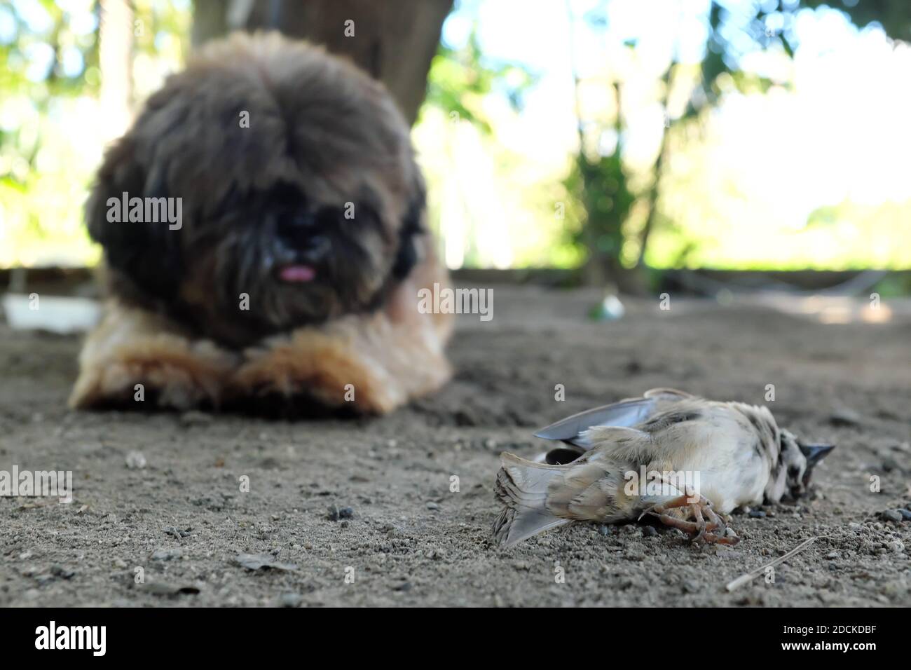 Selective focus of a dead bird and a pet dog. Dog kill birds Stock