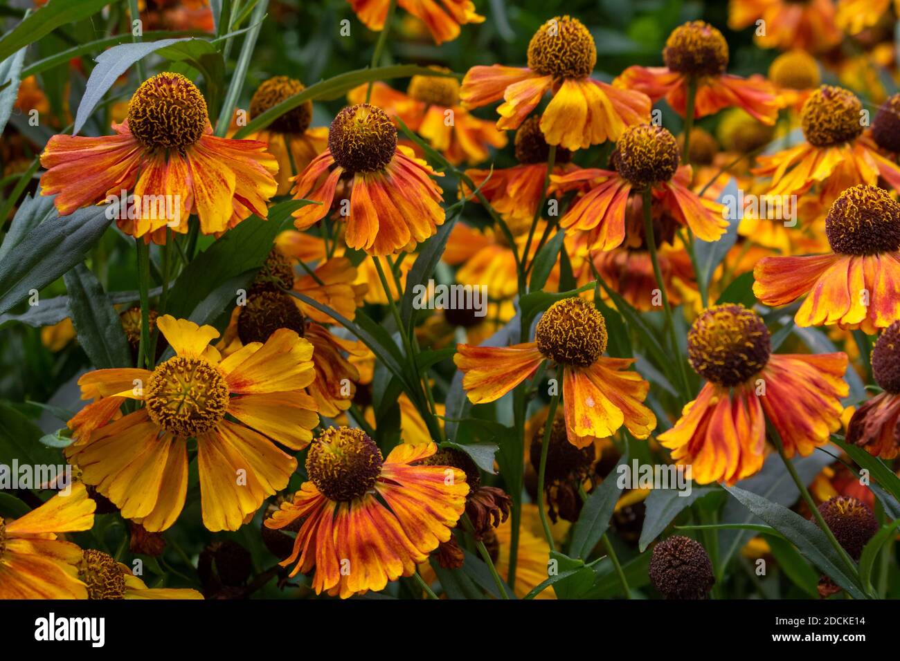Helenium hybridum flowers in the botanical garden. Natural background Stock Photo
