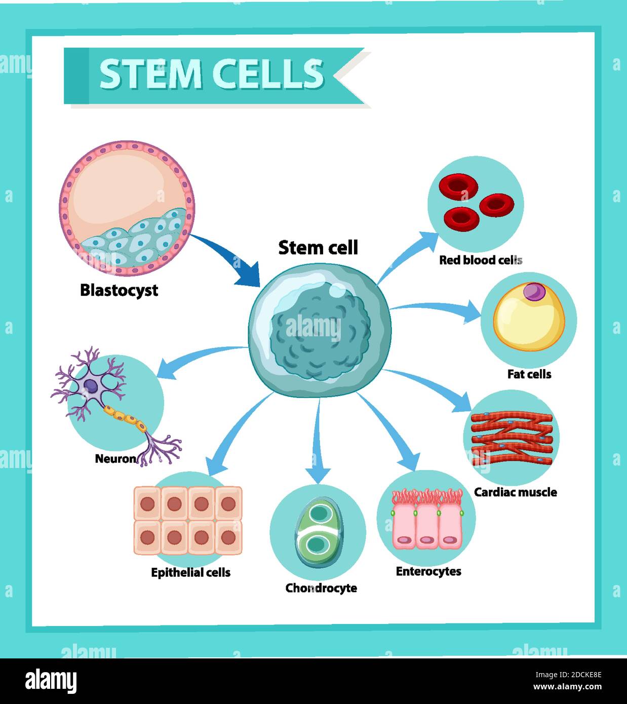 Information poster on human stem cells illustration Stock Vector Image ...