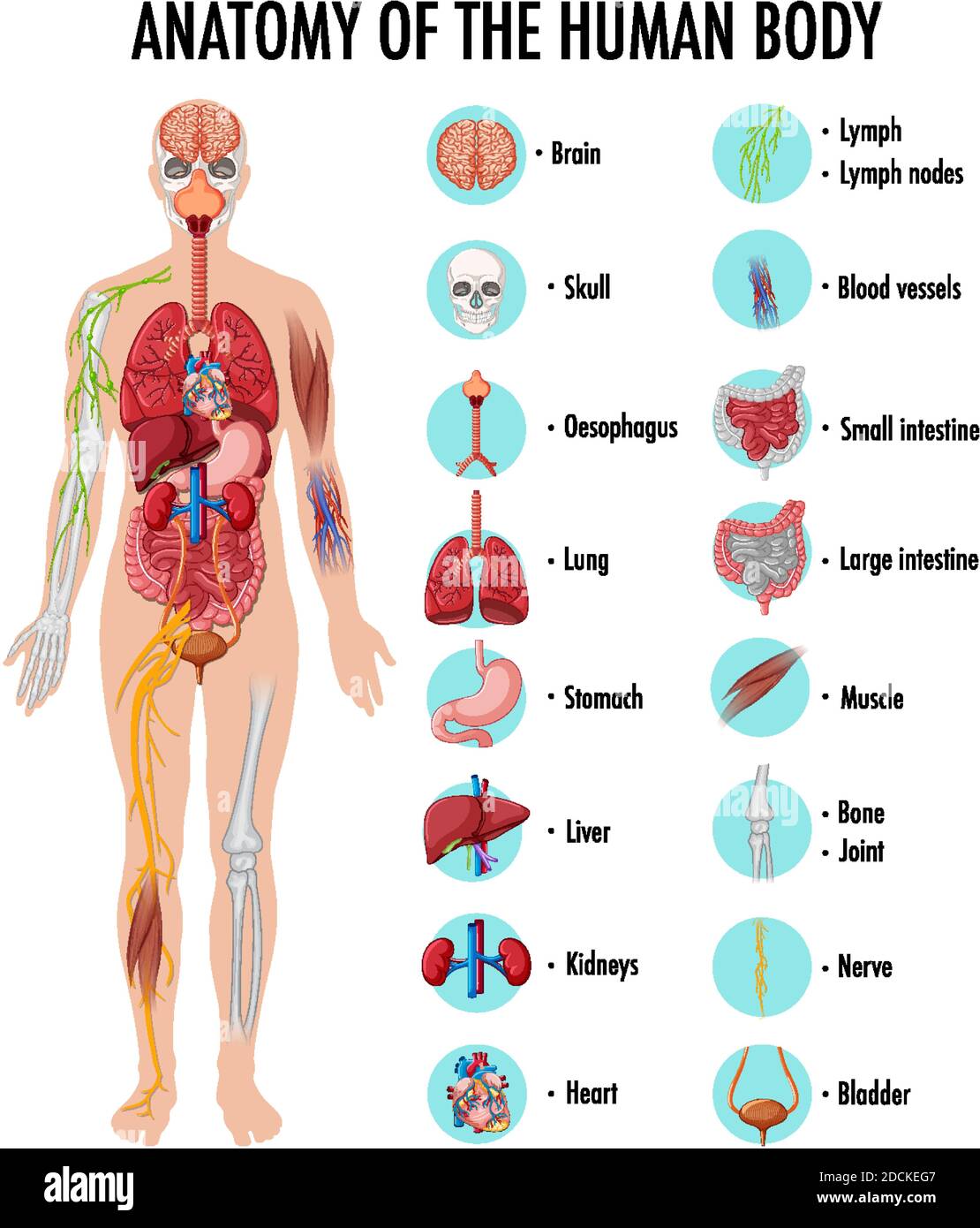 Anatomy of the human body information infographic illustration Stock Vector  Image & Art - Alamy