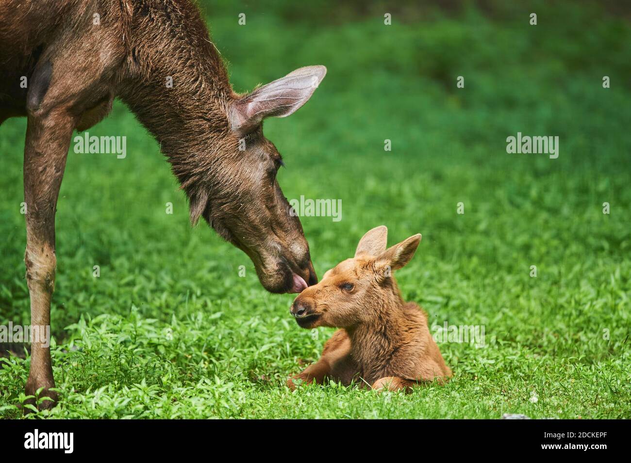 Eurasian elk (Alces alces), calf, lying on a field, captive, Germany, Europe Stock Photo