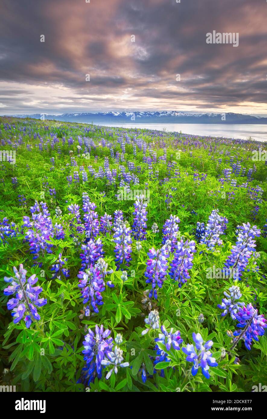 Violet lupins on a hill behind the sea and snow-covered mountains in the evening light with dramatic sky, Norourping, Norourland eystra, Iceland Stock Photo